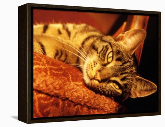 Lazy Cat on the Sofa-Winfred Evers-Framed Premier Image Canvas