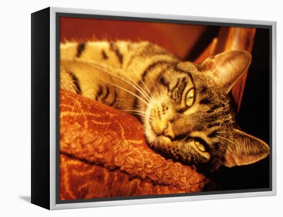 Lazy Cat on the Sofa-Winfred Evers-Framed Premier Image Canvas