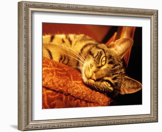 Lazy Cat on the Sofa-Winfred Evers-Framed Photographic Print