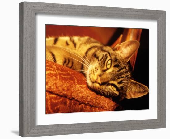 Lazy Cat on the Sofa-Winfred Evers-Framed Photographic Print