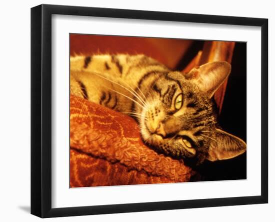 Lazy Cat on the Sofa-Winfred Evers-Framed Photographic Print