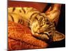 Lazy Cat on the Sofa-Winfred Evers-Mounted Photographic Print