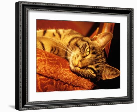 Lazy Cat on the Sofa-Winfred Evers-Framed Photographic Print