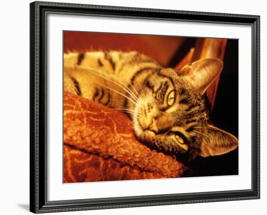 Lazy Cat on the Sofa-Winfred Evers-Framed Photographic Print