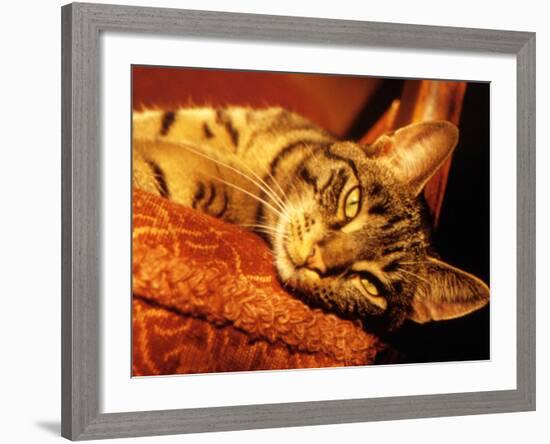 Lazy Cat on the Sofa-Winfred Evers-Framed Photographic Print