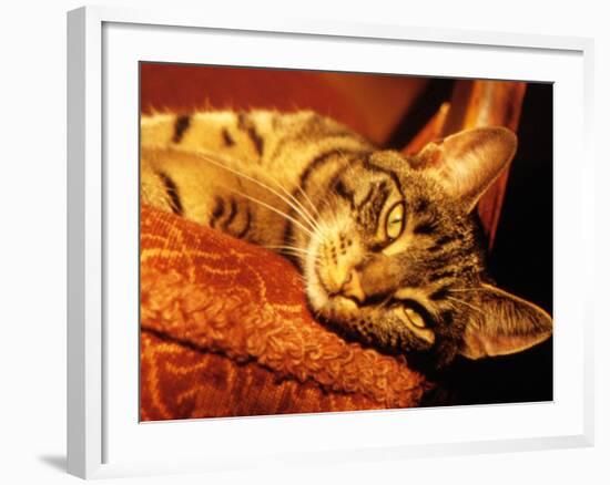 Lazy Cat on the Sofa-Winfred Evers-Framed Photographic Print