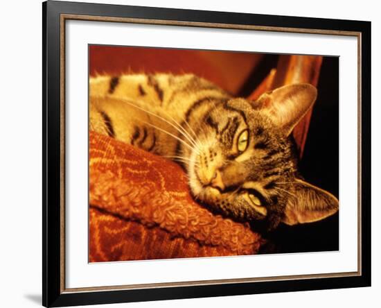 Lazy Cat on the Sofa-Winfred Evers-Framed Photographic Print