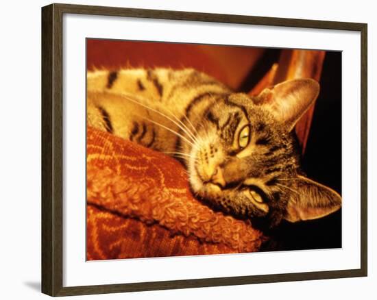 Lazy Cat on the Sofa-Winfred Evers-Framed Photographic Print