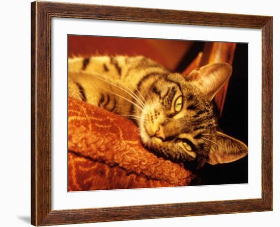 Lazy Cat on the Sofa-Winfred Evers-Framed Photographic Print