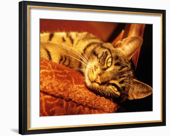 Lazy Cat on the Sofa-Winfred Evers-Framed Photographic Print