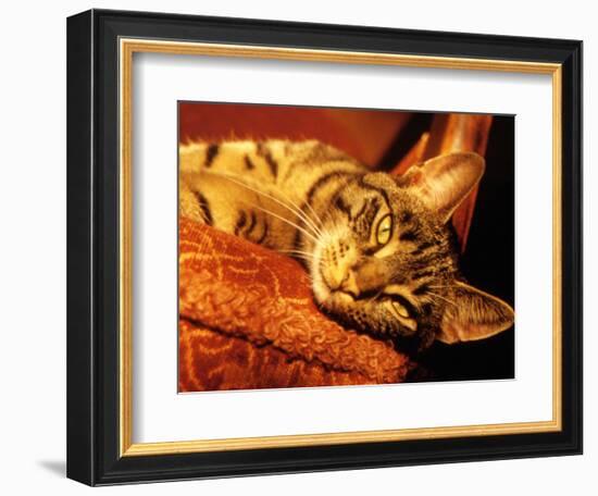 Lazy Cat on the Sofa-Winfred Evers-Framed Photographic Print