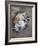 Lazy Cub, 2021, (Oil on Canvas)-Mark Adlington-Framed Giclee Print