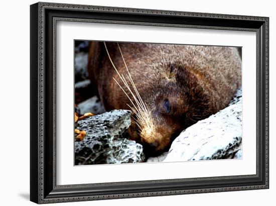 Lazy Day Seal-Charles Glover-Framed Art Print