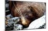 Lazy Day Seal-Charles Glover-Mounted Art Print