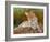 Lazy Leopard-David Stribbling-Framed Art Print