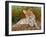 Lazy Leopard-David Stribbling-Framed Art Print