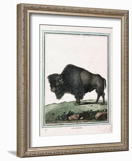 Le Bison Illustration-null-Framed Giclee Print