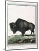 Le Bison Illustration-null-Mounted Giclee Print