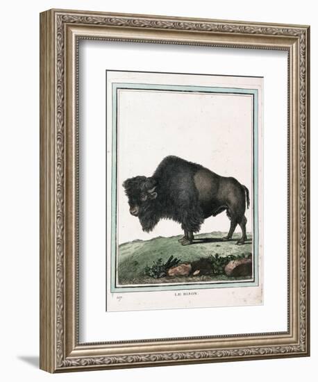 Le Bison Illustration-null-Framed Giclee Print