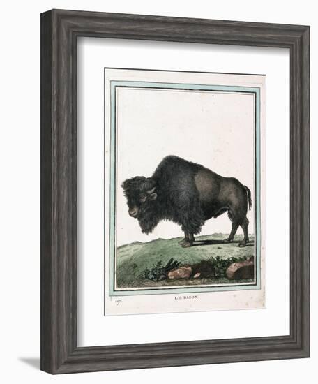 Le Bison Illustration-null-Framed Giclee Print