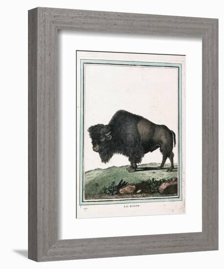 Le Bison Illustration-null-Framed Giclee Print