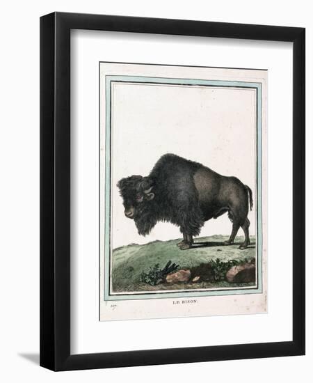 Le Bison Illustration-null-Framed Giclee Print