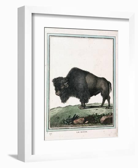 Le Bison Illustration-null-Framed Giclee Print