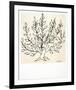 Le Buisson-Henri Matisse-Framed Art Print