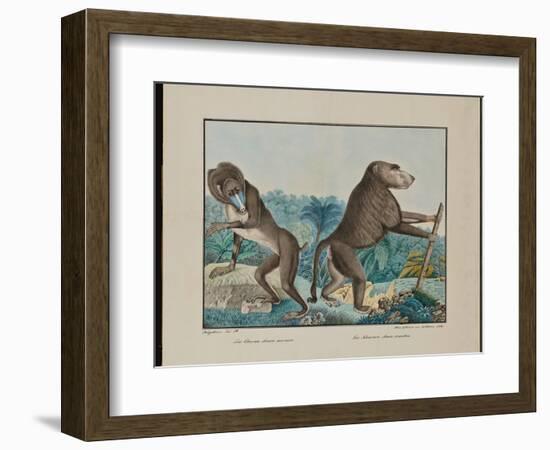 Le Chacma, 1884 (Graphite, Watercolour, Framing Lines in Pen and Brown Ink)-Aloys Zotl-Framed Giclee Print