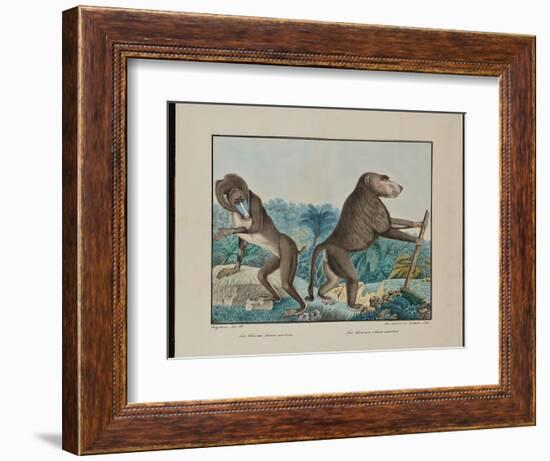 Le Chacma, 1884 (Graphite, Watercolour, Framing Lines in Pen and Brown Ink)-Aloys Zotl-Framed Giclee Print