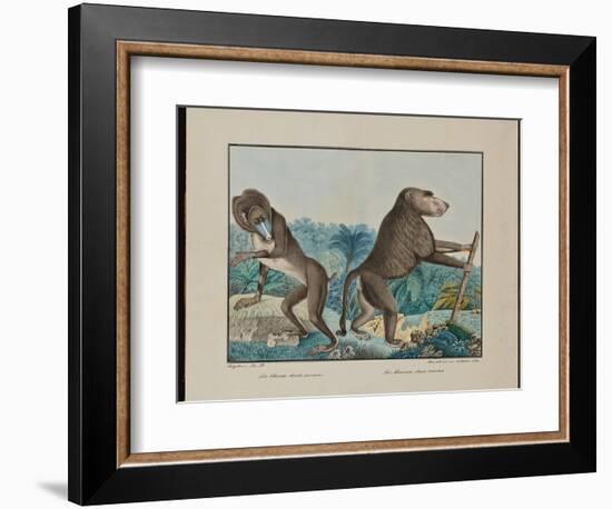 Le Chacma, 1884 (Graphite, Watercolour, Framing Lines in Pen and Brown Ink)-Aloys Zotl-Framed Giclee Print