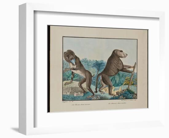 Le Chacma, 1884 (Graphite, Watercolour, Framing Lines in Pen and Brown Ink)-Aloys Zotl-Framed Giclee Print