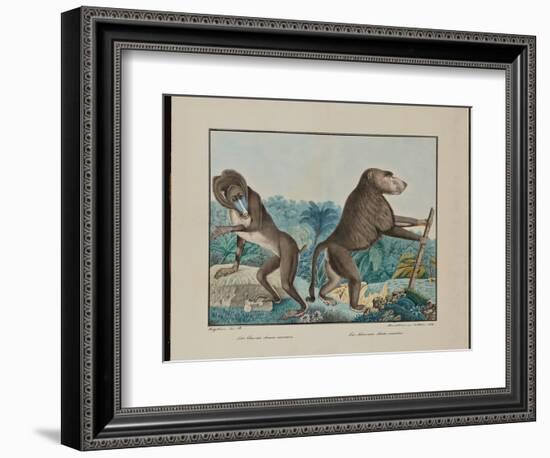 Le Chacma, 1884 (Graphite, Watercolour, Framing Lines in Pen and Brown Ink)-Aloys Zotl-Framed Giclee Print