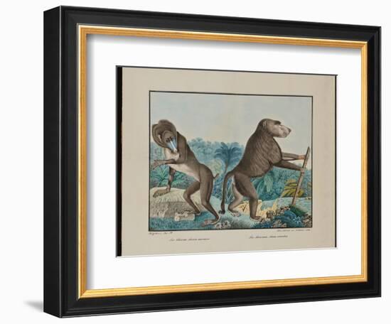 Le Chacma, 1884 (Graphite, Watercolour, Framing Lines in Pen and Brown Ink)-Aloys Zotl-Framed Giclee Print