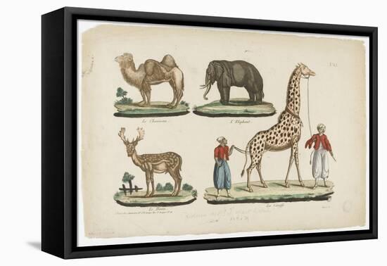 Le chameau, l'éléphant, le daim, la girafe-null-Framed Premier Image Canvas