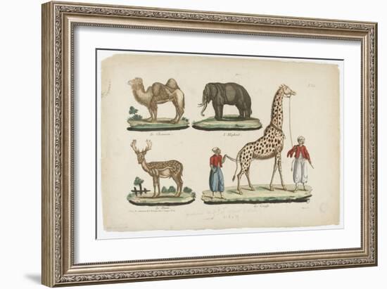 Le chameau, l'éléphant, le daim, la girafe--Framed Giclee Print