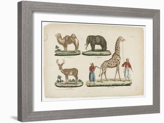 Le chameau, l'éléphant, le daim, la girafe-null-Framed Giclee Print