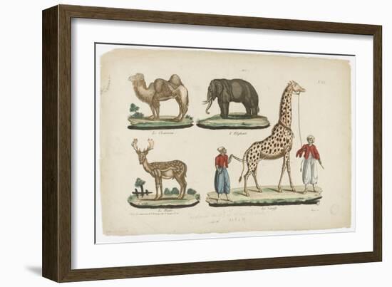 Le chameau, l'éléphant, le daim, la girafe--Framed Giclee Print