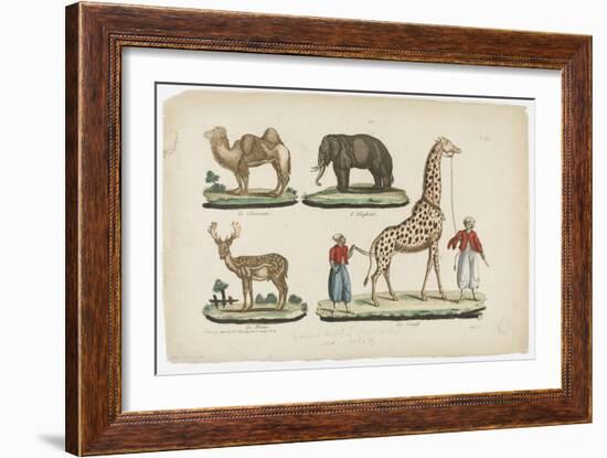 Le chameau, l'éléphant, le daim, la girafe--Framed Giclee Print