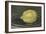 Le citron-Edouard Manet-Framed Giclee Print