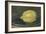 Le citron-Edouard Manet-Framed Giclee Print