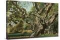 Stretched Canvas Print