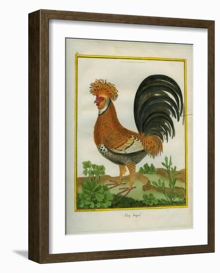 Le Coq Huppé-Georges-Louis Buffon-Framed Giclee Print