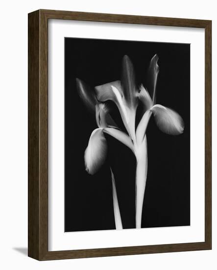 Le Flur BW-Albert Koetsier-Framed Art Print