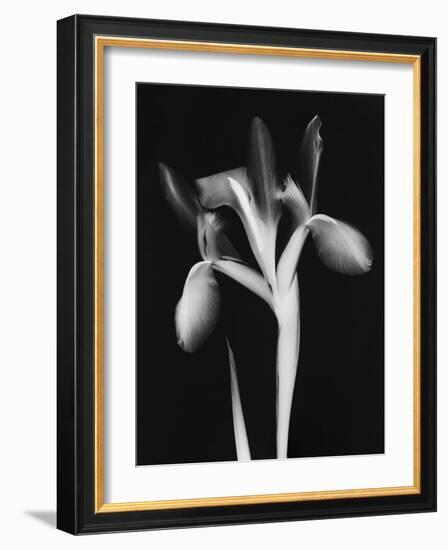 Le Flur BW-Albert Koetsier-Framed Art Print