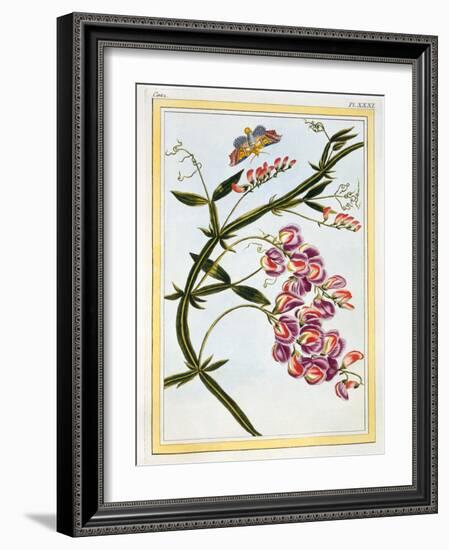 Le Grand Lathyre (Everlasting Sweet Pea), C.1776-Pierre-Joseph Buchoz-Framed Giclee Print