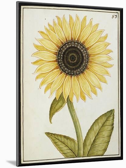 Le Grand Soleil, circa 1700-null-Mounted Giclee Print