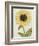 Le Grand Soleil, circa 1700-null-Framed Giclee Print