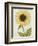 Le Grand Soleil, circa 1700-null-Framed Giclee Print