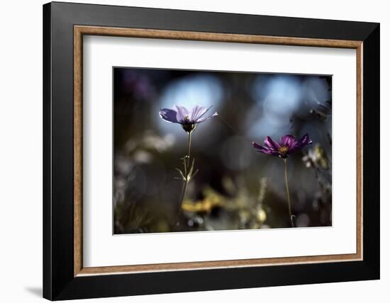 Le lien-Fabien BRAVIN-Framed Photographic Print